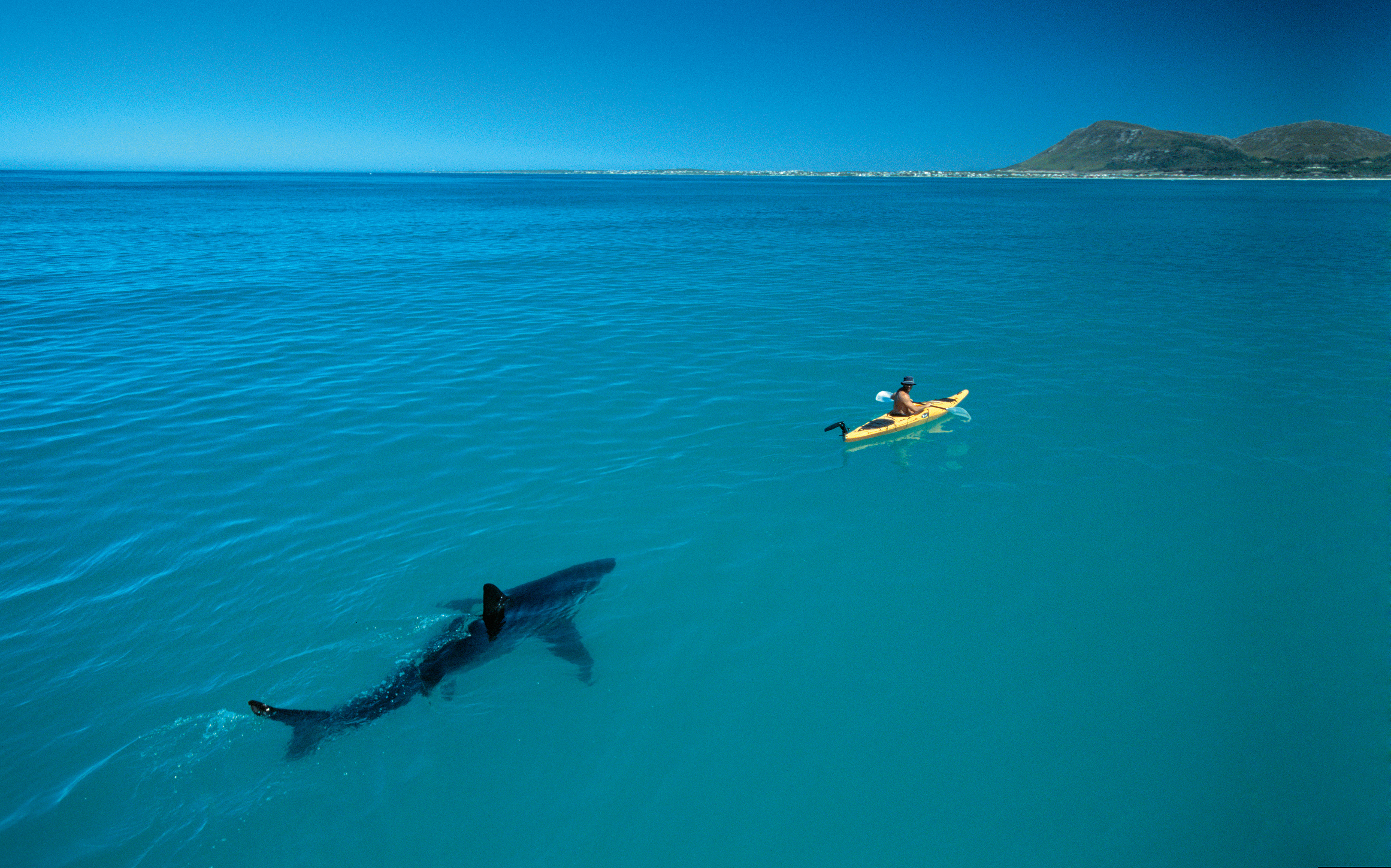 Sharks & People at the South African Ocean Festival « Save Our Seas