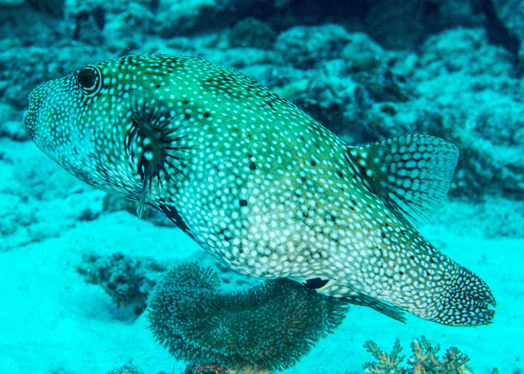 Arothron hispidus - SOSF D'Arros Research Centre