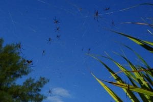 BULLOCKkerryn - land invertebrates