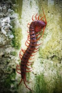 BULLOCKkerryn - land invertebrates