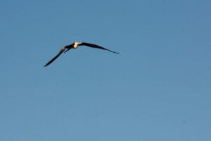 DALY Clare - Frigatebird Flight