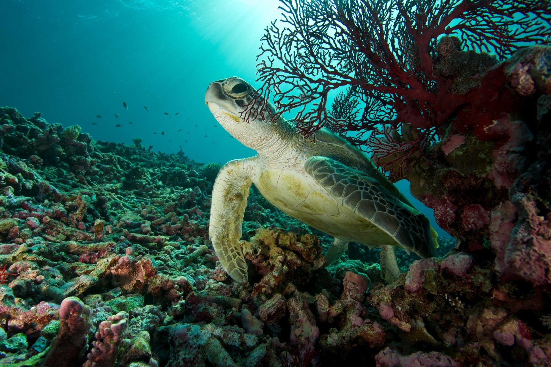 Green Turtle Seychelles - SOSF D'Arros Research Centre