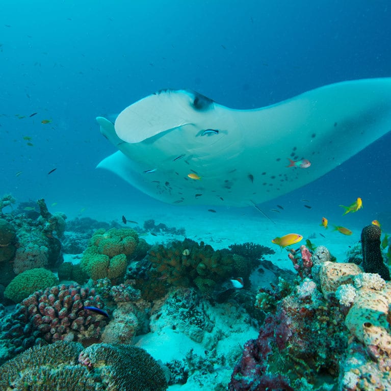 A manta ray glides over D’Arros reef. These are some of the most beautiful and intelligent fish in the sea. The SOSF–DRC is currently running targeted research into the ecology and movements of manta rays and more than 15 individuals have been fitted with acoustic transmitters. Photo by Rainer von Brandis | © Save Our Seas Foundation