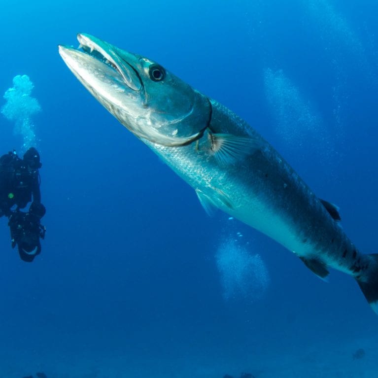 Great barracudas can exceed 1.5 metres in length and weigh more than 23 kilograms. They possess massive, fang-like teeth. Barracudas appear in open seas and are voracious ambush predators. Photo by Rainer von Brandis | © Save Our Seas Foundation