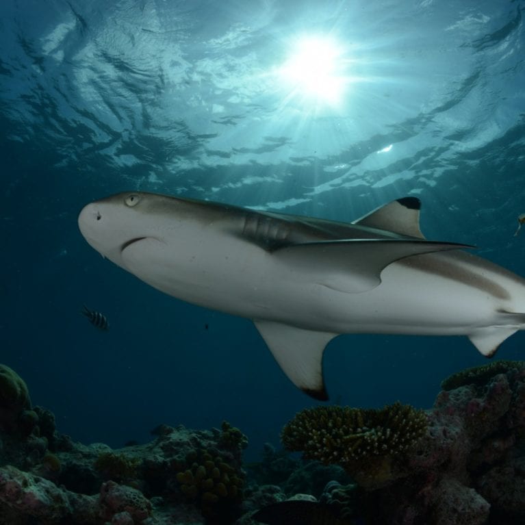 Blacktip reef sharks are abundant off the coast of D’Arros. These and other shark species are being monitored by scientists supported by the SOSF–DRC. There are 70 acoustic receivers that extend to the furthest reaches of the Amirantes Bank. More than 70 sharks have been tagged so far. Photo by Michael Scholl | © Save Our Seas Foundation