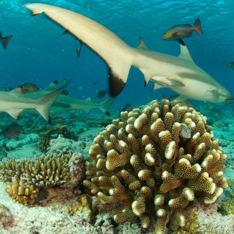 A blacktip reef shark swims over a mound of wart coral. The SOSF–DRC runs a long-term programme that monitors the health of D’Arros’ coral reefs. Low-lying sandy islands are more prone to the effects of global warming than any other environment. Although sea-level rise is the most obvious threat, increasing sea temperatures accelerate erosion and result in habitat-altering sand shifts. Coral reefs are very important for stabilising the ocean floor. Photo by Rainer von Brandis | © Save Our Seas Foundation