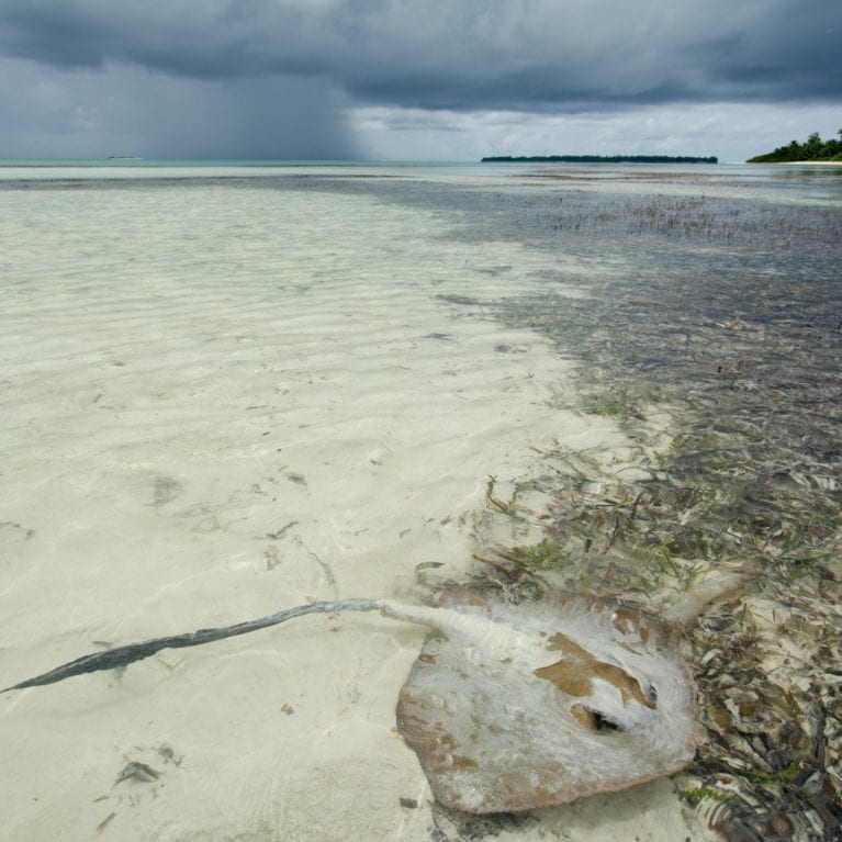 A feathertail stingray moves through the shallow waters of St Joseph Atoll. Photo by Rainer von Brandis | © Save Our Seas Foundation