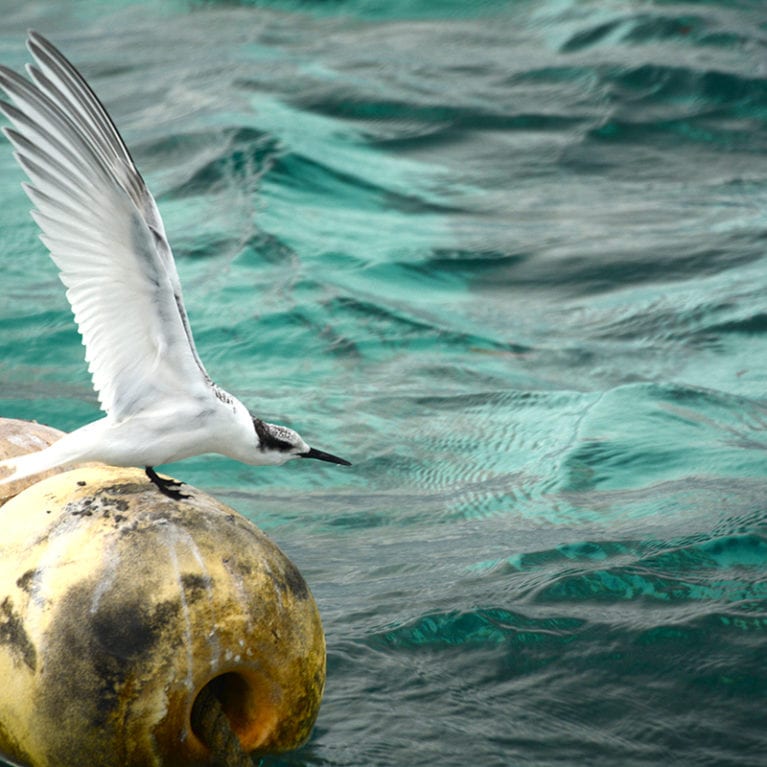 A juvenile sooty tern sits on the mooring buoys in the channel at the entrance to St Joseph’s Atoll, waiting for its parents to bring its next meal. These birds only come to land to breed and can stay out at sea for years at a time. Photo by Philippa Ehrlich | © Save Our Seas Foundation