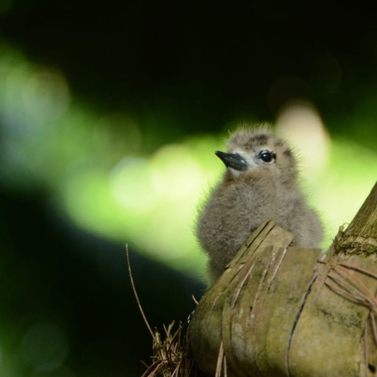 Two centuries ago the D’Arros Island group was dominated by native broad-leaf forests that supported a diverse community of insect, plant, reptile and bird species, including fairy terns, like the chick pictured. Photo by Rainer von Brandis | © Save Our Seas Foundation
