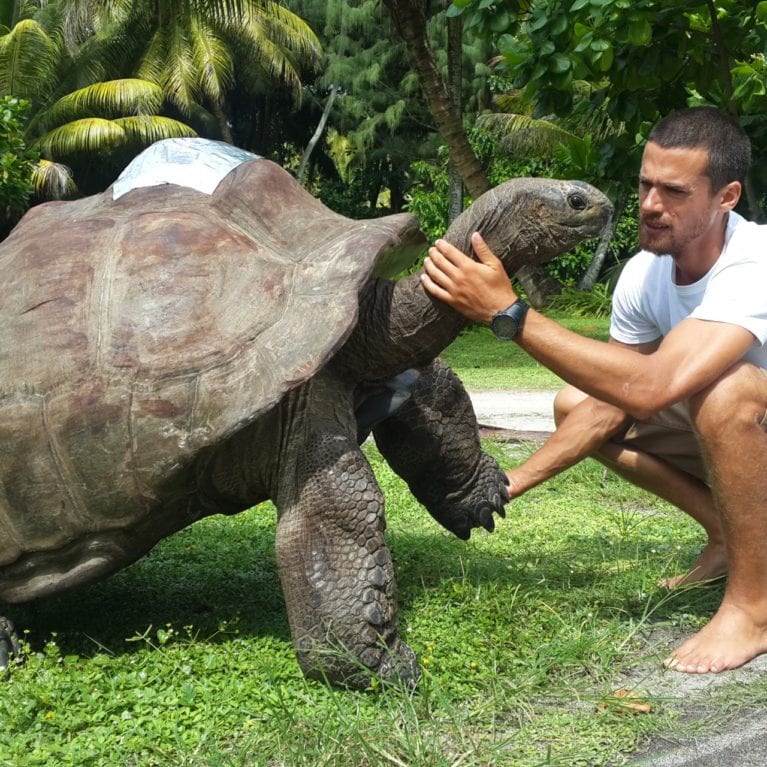 The Aldabra giant tortoise Petit Four (non-French speakers on the island call him P-2-4) is a special part of the D’Arros team. Weighing more than 150 kilograms, he originally came from Aldabra Island and is thought to be 100 years old. Aldabra giant tortoises are endemic to the islands of Aldabra and the Seychelles. Photo by Philippa Ehrlich | © Save Our Seas Foundation