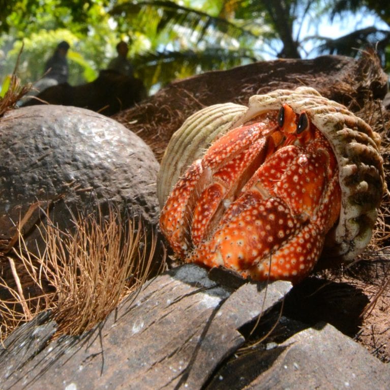 Despite its common name, the hermit crab is more closely related to lobsters than to crabs. An individual does not have its own shell and takes over the empty shell of a mollusc, swapping it for a larger one as it grows. If seen out of its shell, a hermit crab has a bizarre appearance: the soft abdomen is twisted, which enables it to fit into the coils of a gastropod shell. Photo by Rainer von Brandis | © Save Our Seas Foundation