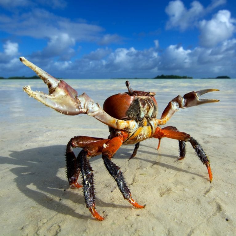 A one-eyed land crab Cardisoma carnifex points to the sky at low tide. Thousands of these large crustaceans scuttle across the islands surrounding St Joseph lagoon. Photo by Rainer von Brandis | © Save Our Seas Foundation