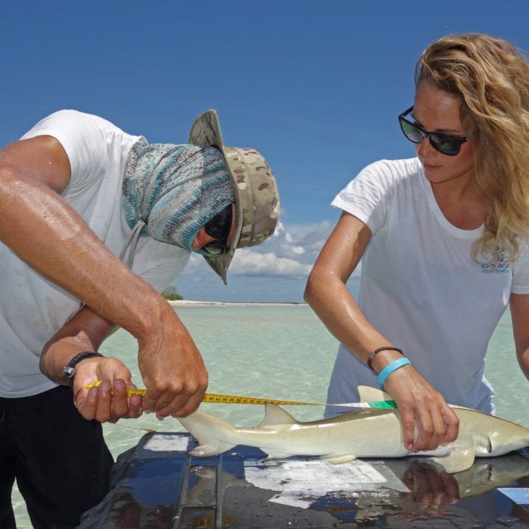 Shark researcher Ornella Weideli and lab manager Chris Boyes measure a juvenile sicklefin lemon shark. Ornella is studying the young blacktip and lemon sharks in St Joseph’s lagoon for her PhD. More than 90 sharks have been tagged by researchers so far. Photo by Michael Scholl | © Save Our Seas Foundation