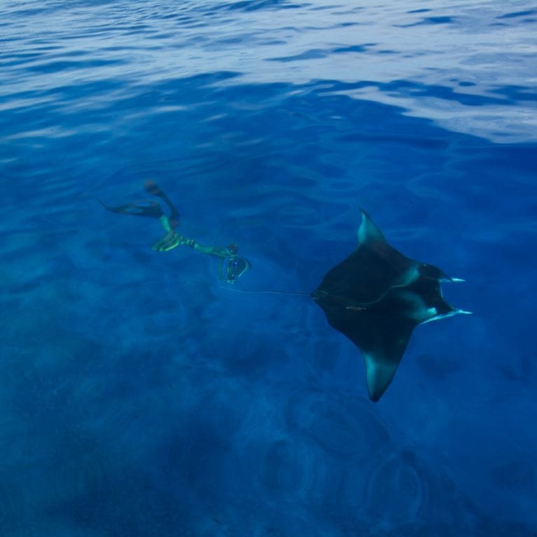 Currently investigating the ecology and movement of manta rays, the SOSF–D’Arros Research Centre has fitted acoustic transmitters to more than 30 individuals and is building up an extensive database of ID photographs. Individual mantas can be recognised by their unique spot patterns. Photo by Rainer von Brandis | © Save Our Seas Foundation