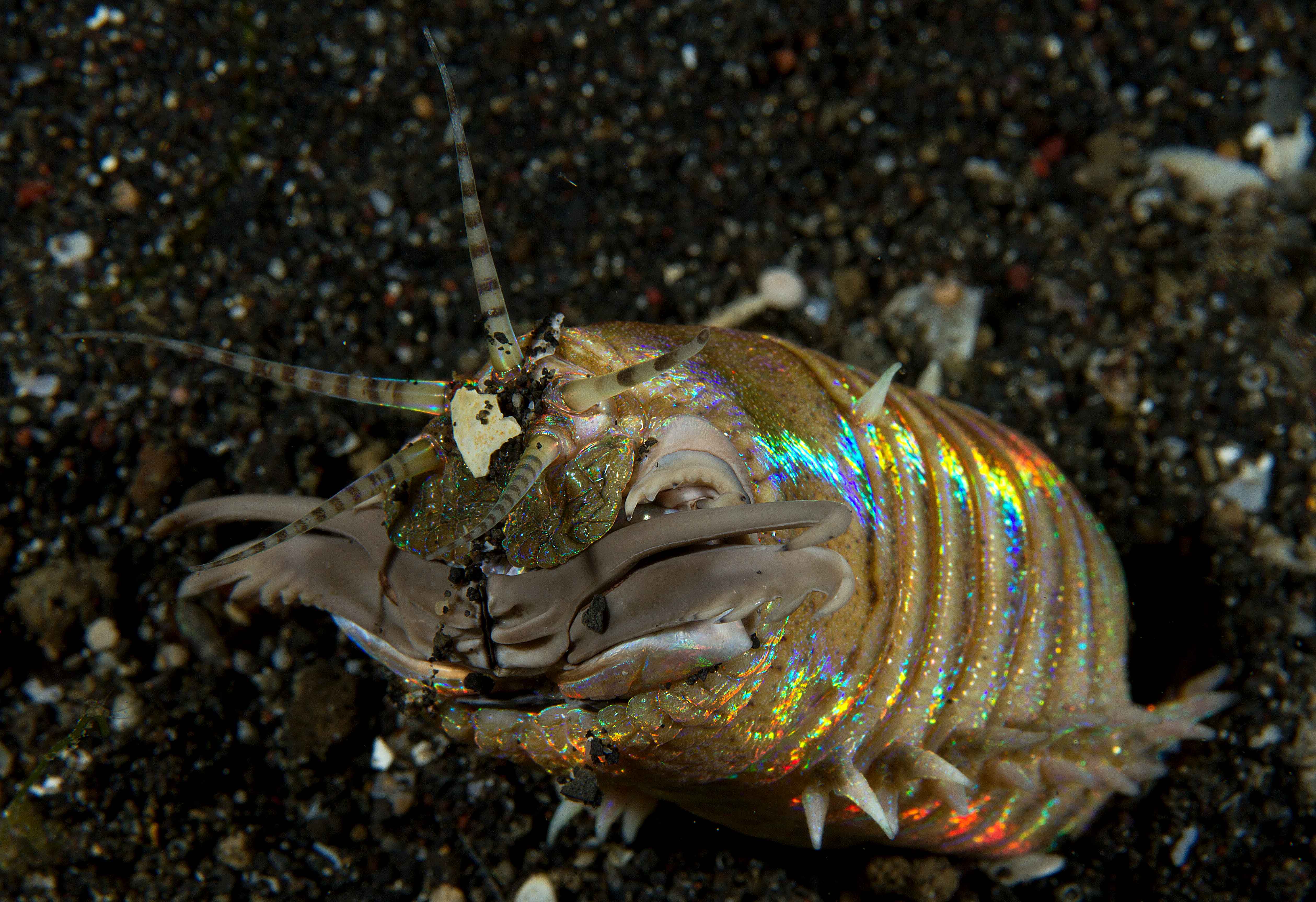 Bobbit Worm (Eunice aphroditois) Indonesia BlogOct2017 Luke Gordon ...