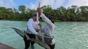 Members of the DRC team weighing a juvenile lemon shark during a juvenile shark tagging session in St Joseph atoll. Photo by Henriette Grimmel | © Save Our Seas Foundation