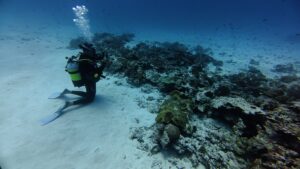 Research Intern Maria Monthy on a MantaCam dive. Photo by Henriette Grimmel | © Save Our Seas Foundation
