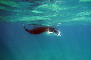 Lauren Peel Manta Research Seychelles