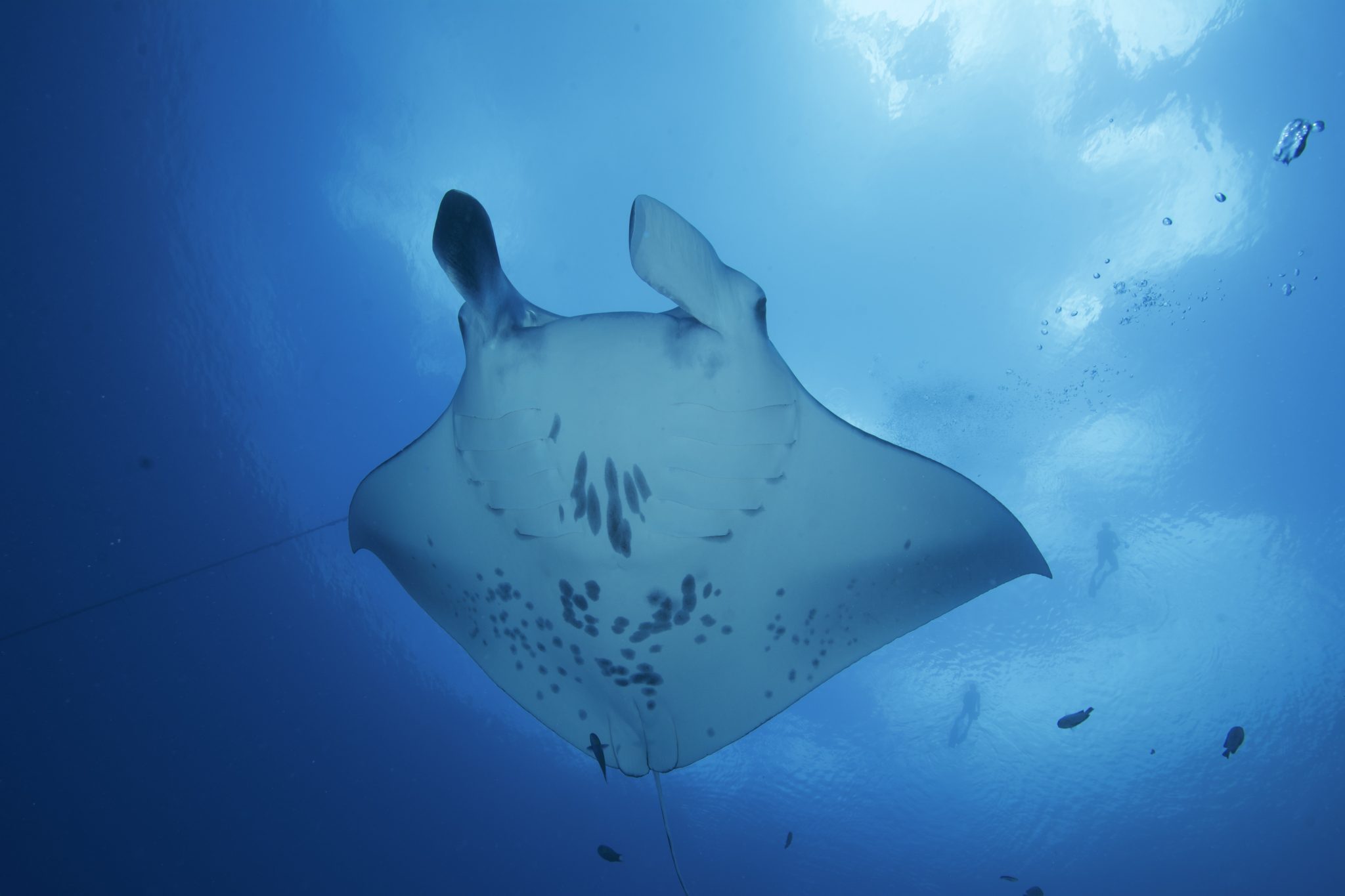 Manta - SOSF D'Arros Research Centre