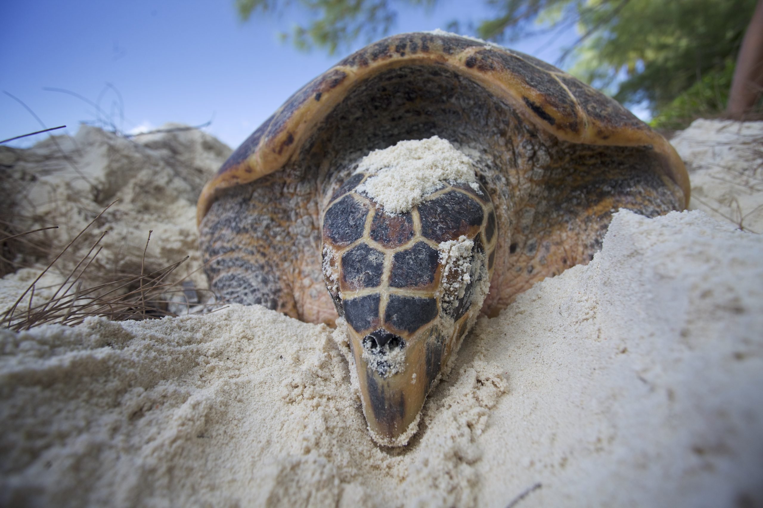 Nesting Hawksbill Turtle - SOSF D'Arros Research Centre