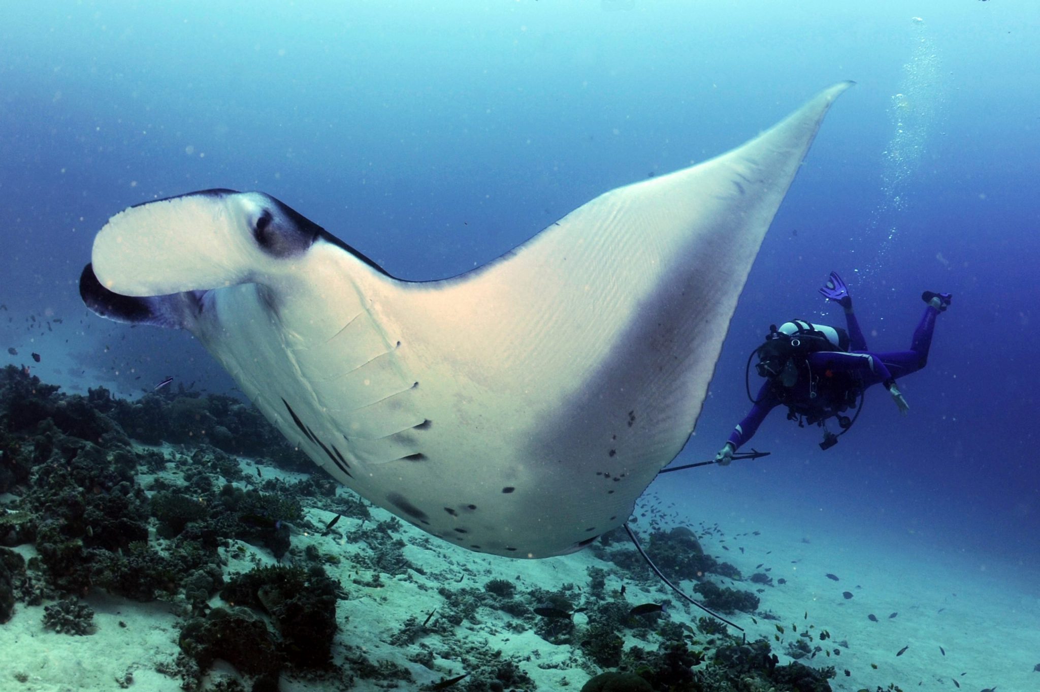 Reef Manta Ray, Manta alfredi, Tagged @ Cleaning Station, D'Arros ...