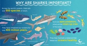 Why are sharks important ? - SOSF D'Arros Research Centre