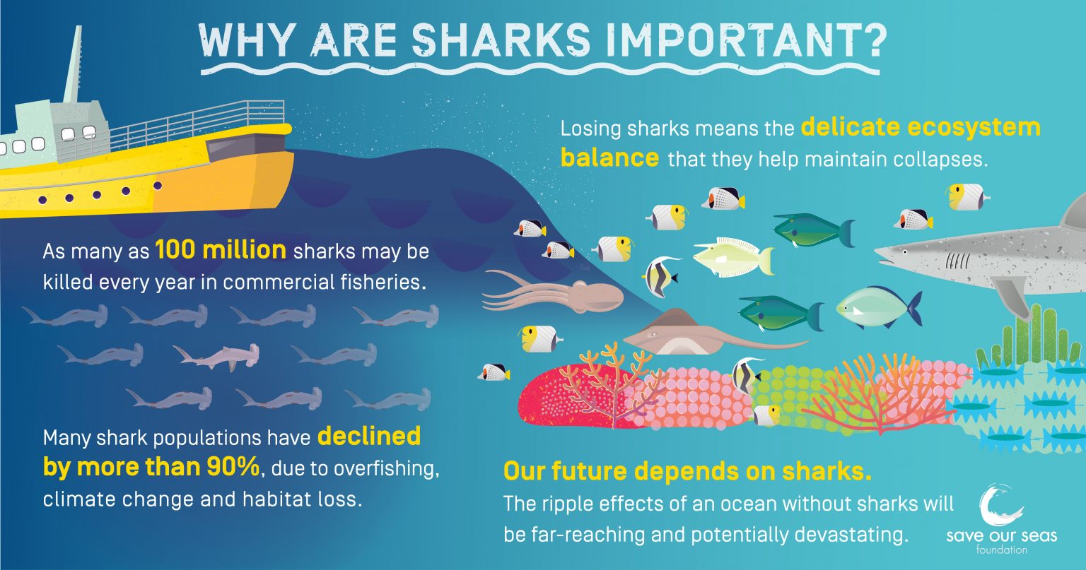 Why are sharks important ? - SOSF D'Arros Research Centre