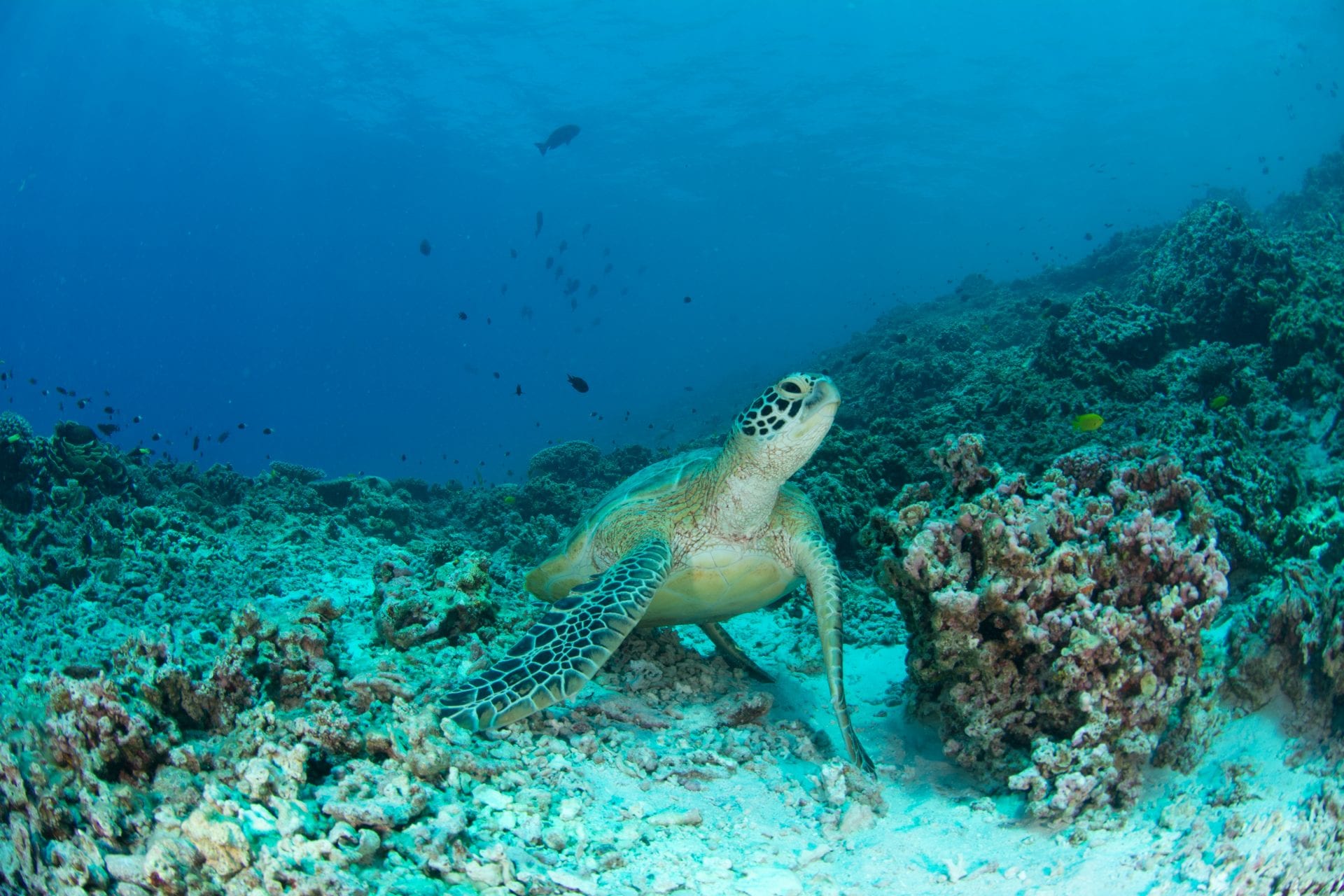 Green Turtle Seychelles - SOSF D'Arros Research Centre