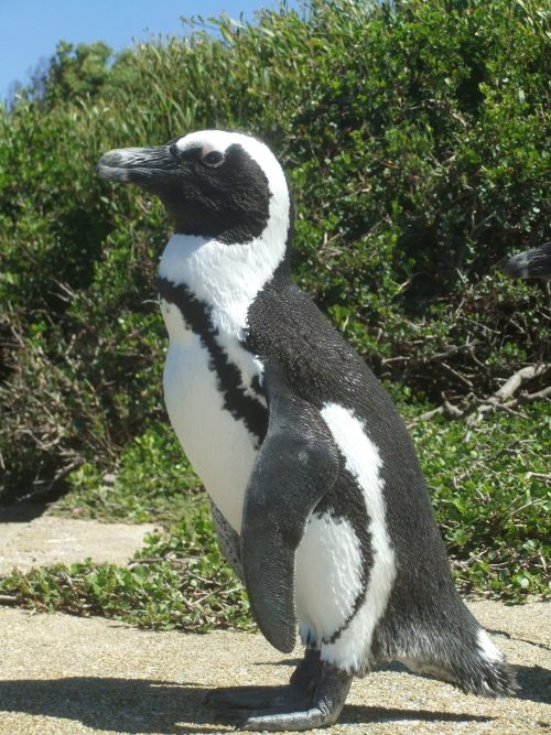 New Nests Help African Penguins Beat the Heat