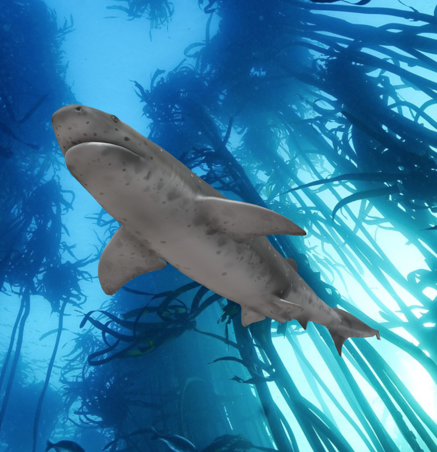 Broadnose sevengill cowshark - SOSF Shark Education Centre
