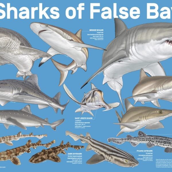 Posters - SOSF Shark Education Centre