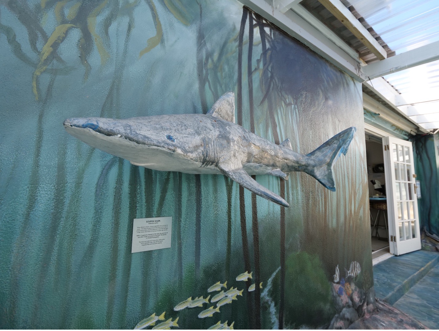 With so much life within our kelp forest, our centre’s unique art installations aim to showcase the true diversity of life along our coast. Image by SOSF Shark Education Centre.
