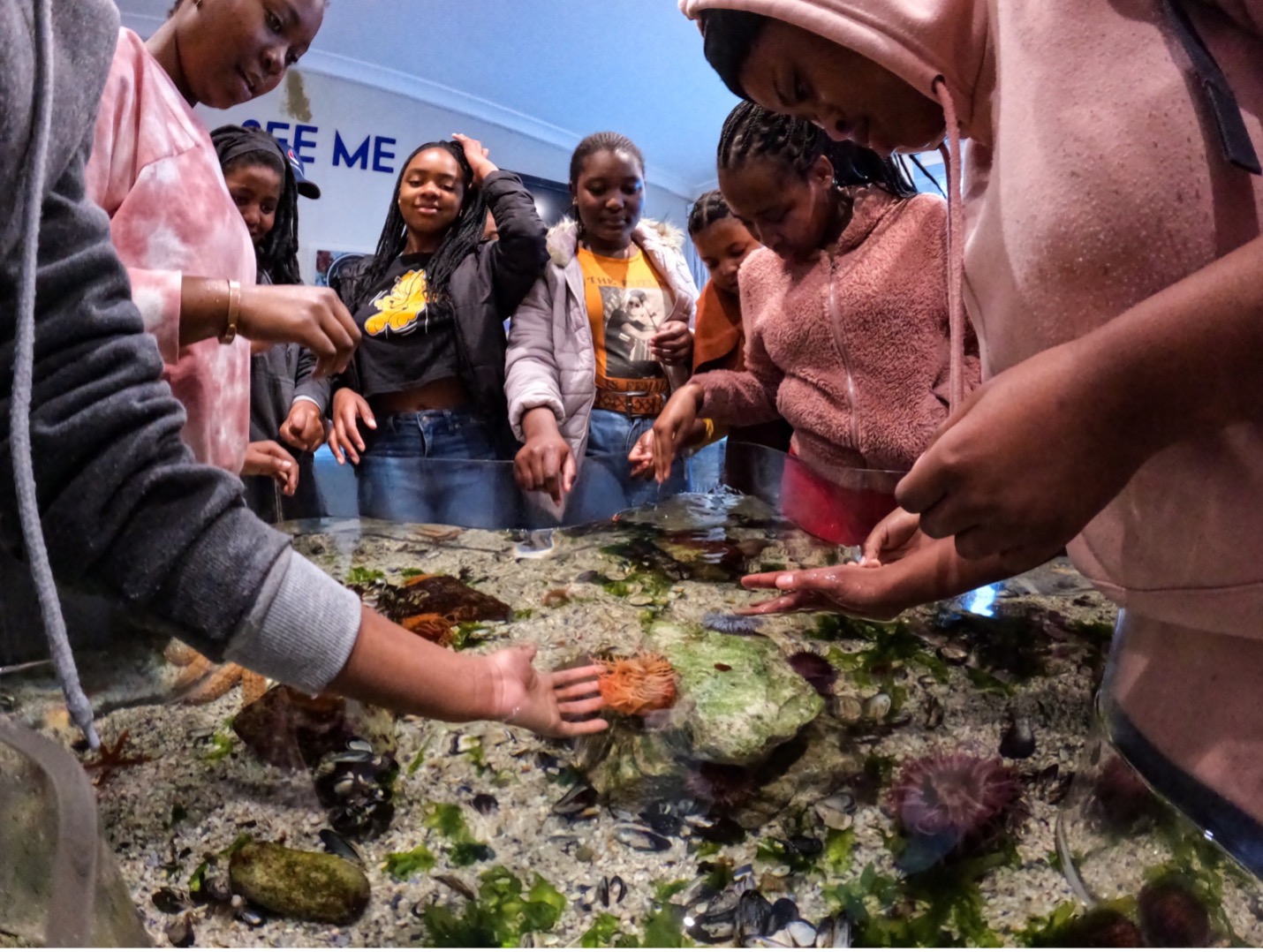 Our touch pool offers a unique opportunity for learners to interact with some of the marine life found in the rocky intertidal zone of our coast. It’s the perfect solution when the rocky shore is inaccessible due to high tides or bad weather. Image by Danel Wentzel.