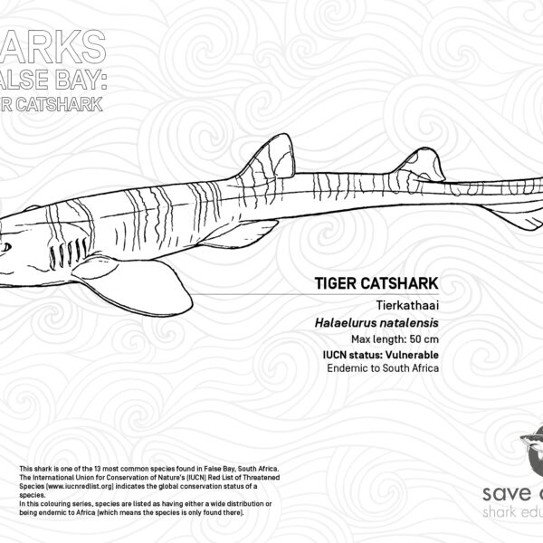Colouring Sheets - SOSF Shark Education Centre