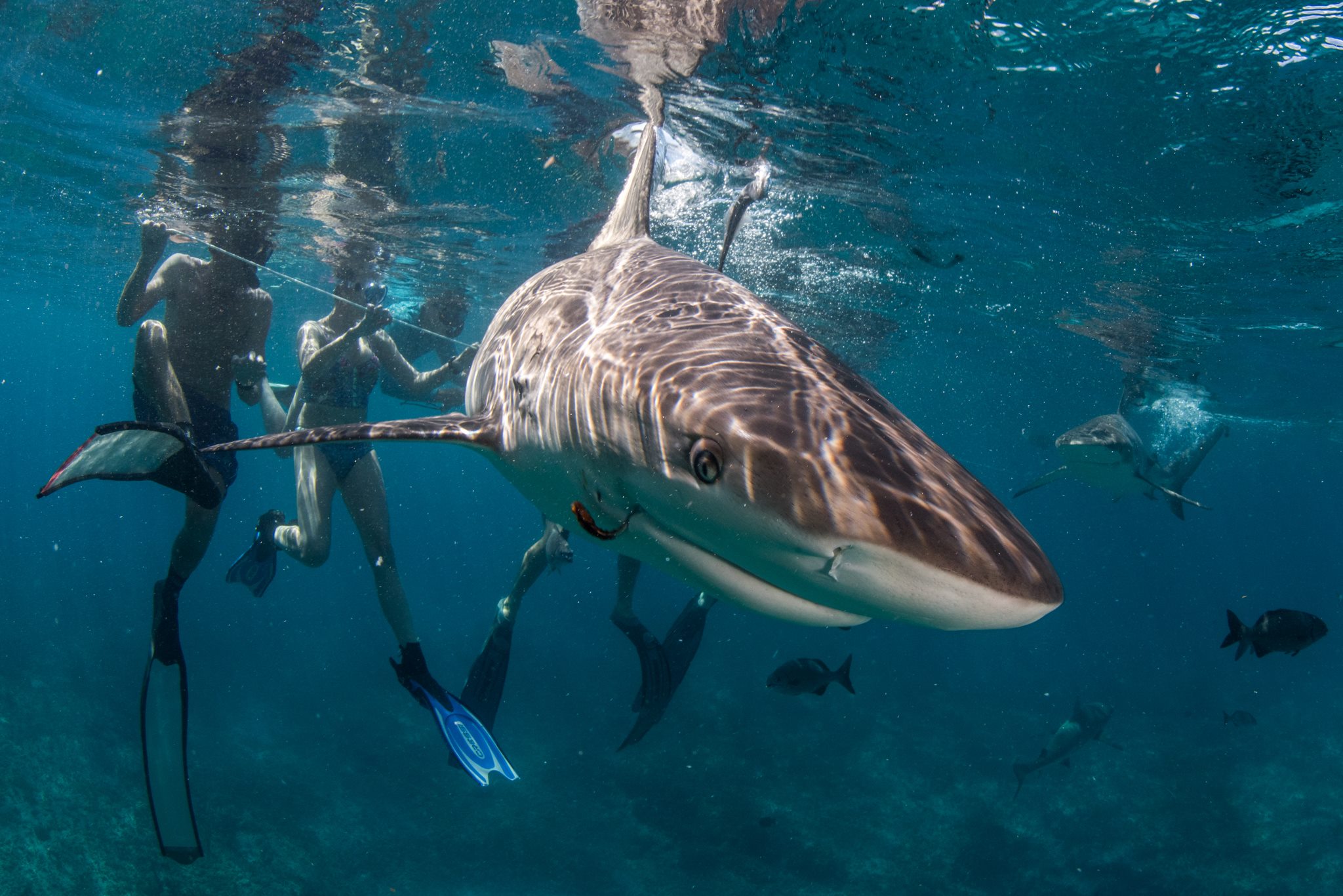 Tourists swim with Carribean reef sharks at Bimini Island in the Bahmas. Photo by Shin Arunrugstichai