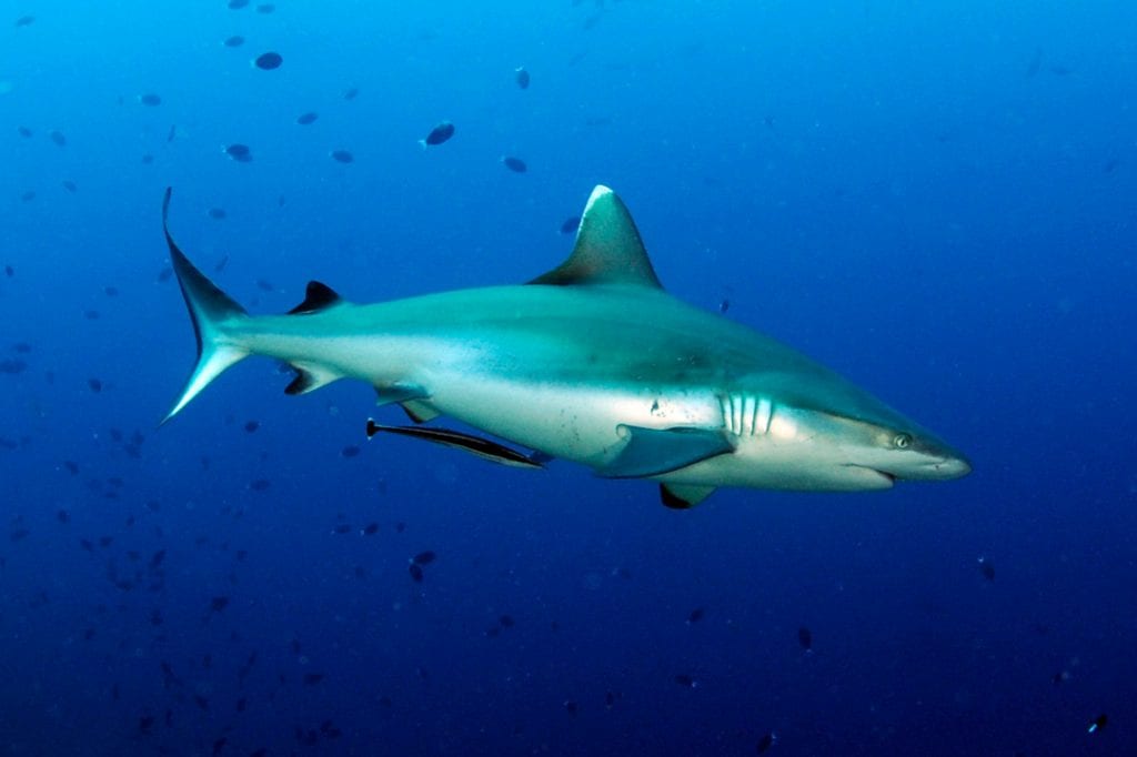 The mitochondrial genome of a grey reef shark - SOSF Shark Research Center