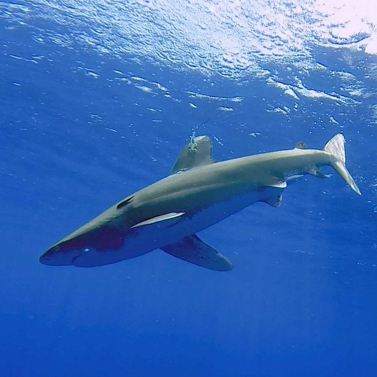 The research done by the team at the SOSF–Shark Research Center, both on the water and in the lab, adds to global knowledge about sharks. This oceanic whitetip shark carrying a SPOT tag is one of the study subjects that will contribute to this knowledge base. Photo by G. Schellenger/GHOF