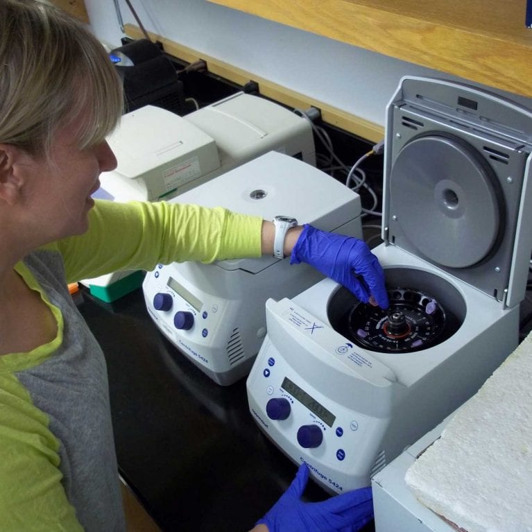 SOSF–Shark Research Center research scientist Andrea Bernard prepares shark tissue samples for DNA extraction and analysis.