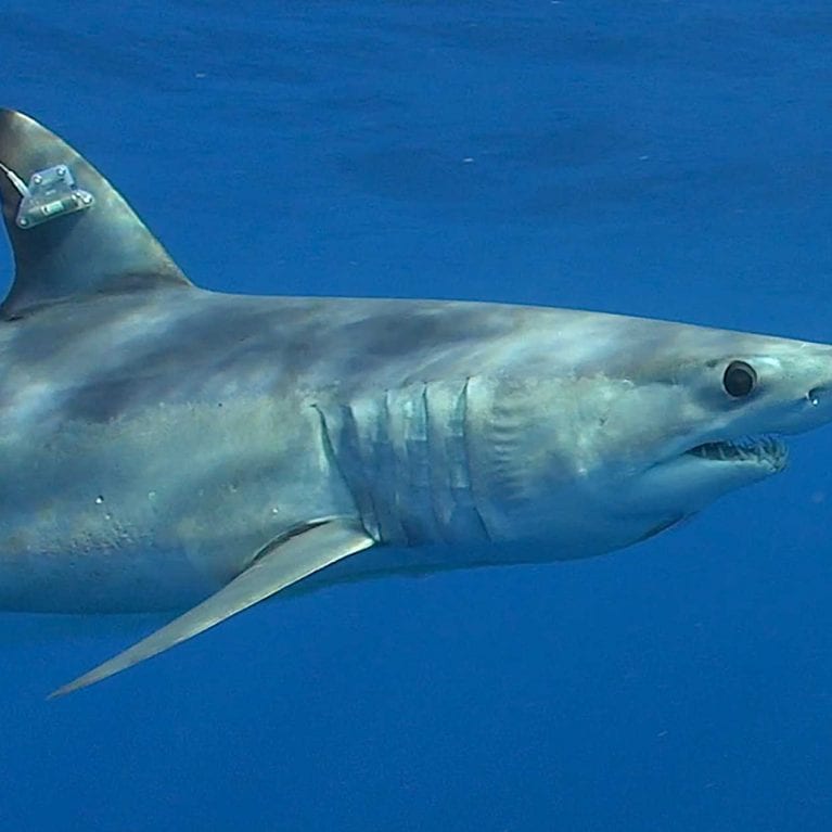With its new satellite tag attached, a shortfin mako shark swims into the wide ocean with the SPOT tag ready to keep track of its movements. Photo by G. Schellenger/GHOF