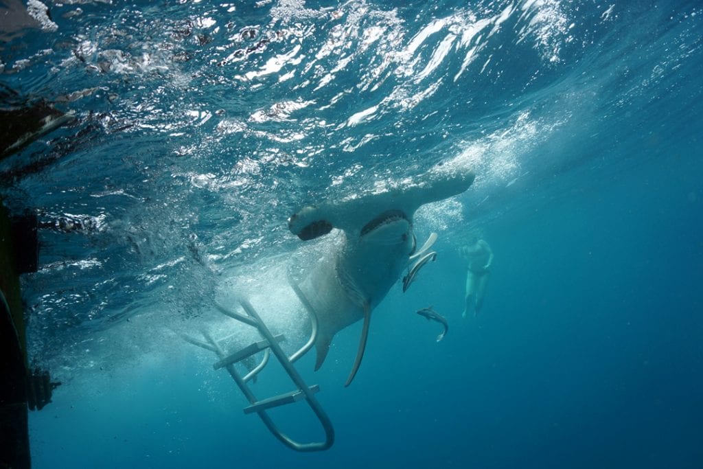 Whole mitochondrial genomes: the next frontier for great hammerhead