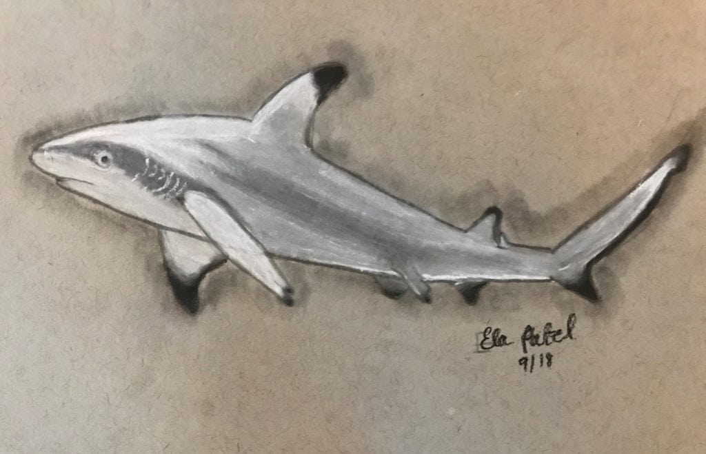 Ela blackip reef drawing_2 Ela Patel SOSF Shark Research Center