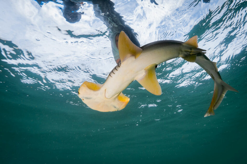 The journey to acoustically tag endangered and critically endangered