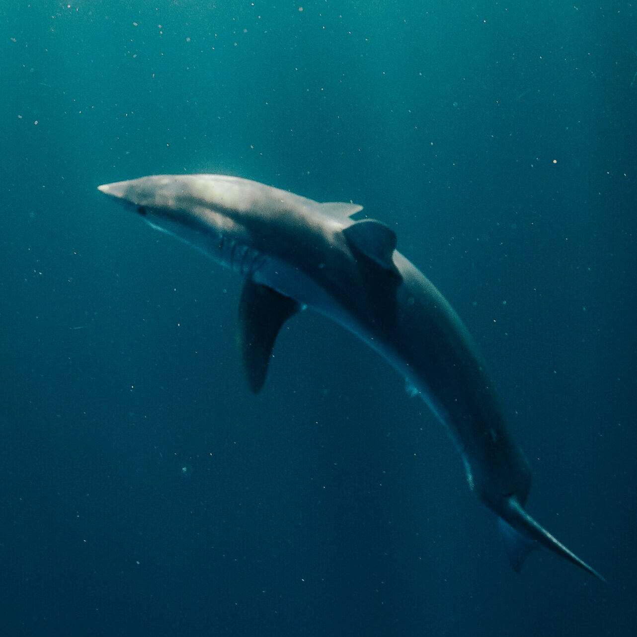 Not all shark research happens on the water … - SOSF Shark Research Center