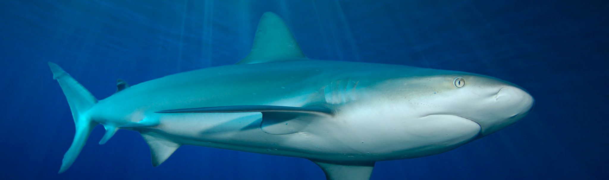 4_KACEV_Shark-Genetics-Workshop-shutterstock_73528027_Photo-by-Rich ...