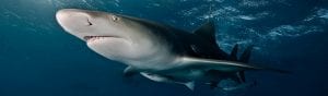 KISZKA Jeremy Underwater shark surveillance