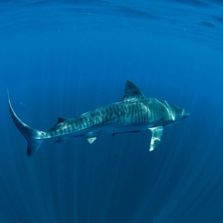 Tiger sharks, once thought to be coastal predators, are revealing that they spend much of their time in the open ocean. © THOMAS P. PESCHAK