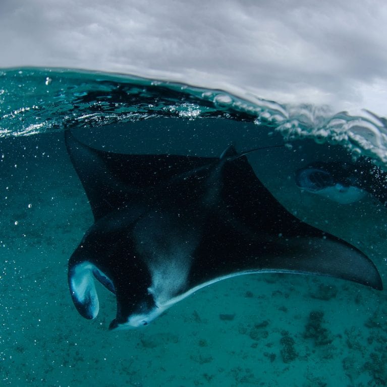 As the monsoon rages above, a manta ray glides below, lapping up the plankton-rich waters. © THOMAS P. PESCHAK