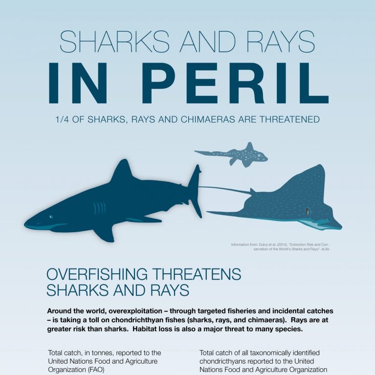 shark, ray, endangered, infographic, animals, science, nature, marine, marine biology, conservation, shark fisheries