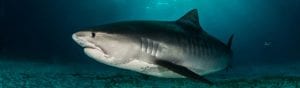 BERNARD Andrea - The tiger shark family tree