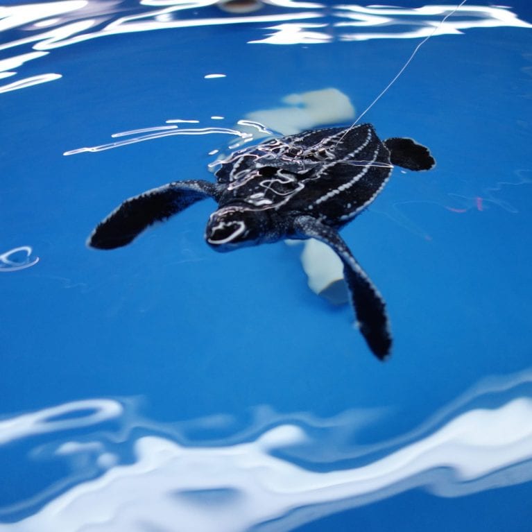 Leatherback turtles need very different tank conditions to other sea turtle species Juvenile leatherbacks are kept on tethers because they do not recognise tank barriers. © Photo by Michael Scholl | Save Our Seas Foundation